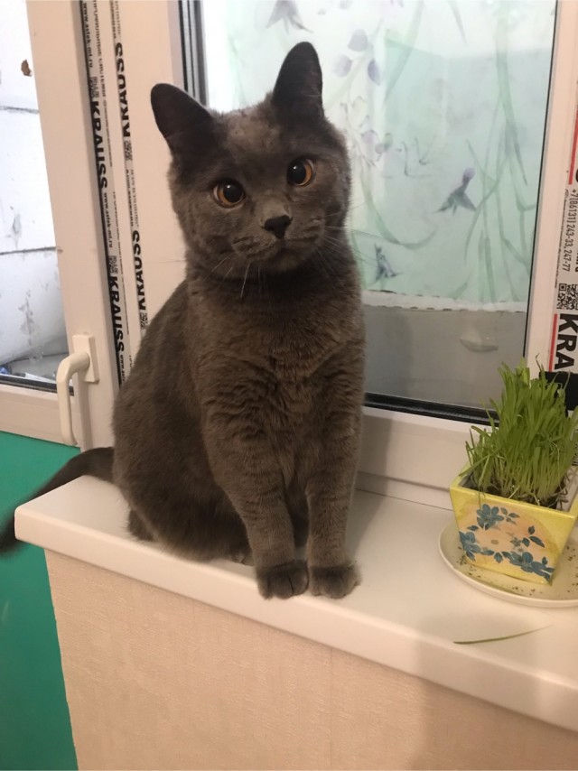 Котовторник