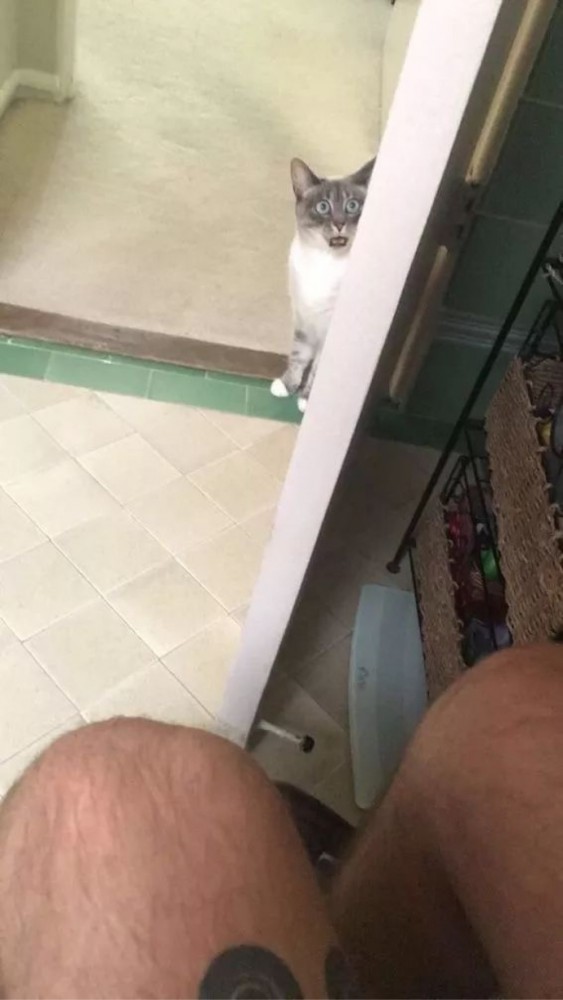 Коты, которые чихать хотели на ваше личное пространство