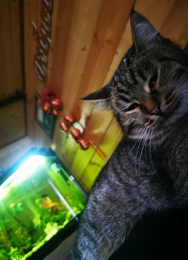 Котовторник 11.01.22
