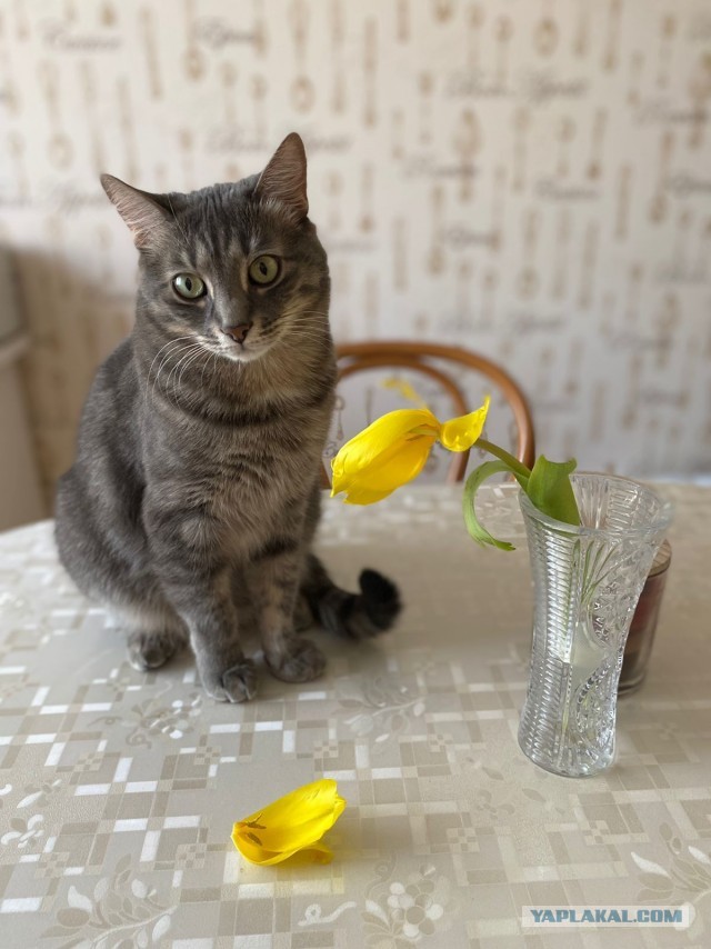 Котовторник вроде.