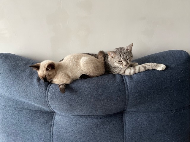 Котовторник ведь начался!
