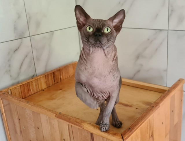 Котоленд. Сфинкс в поисках дома!⁠⁠