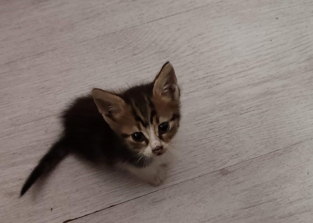 КотоФторник 23.08.22