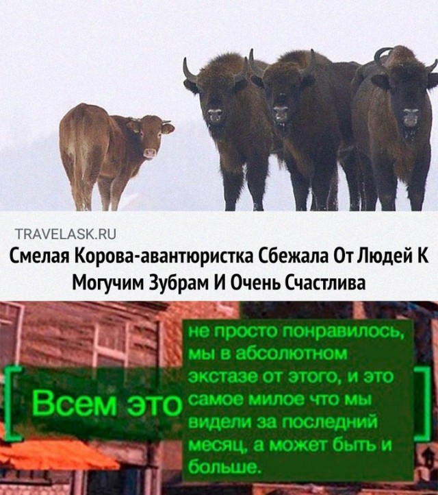 Немного картинок."Колбасный ветер". Август