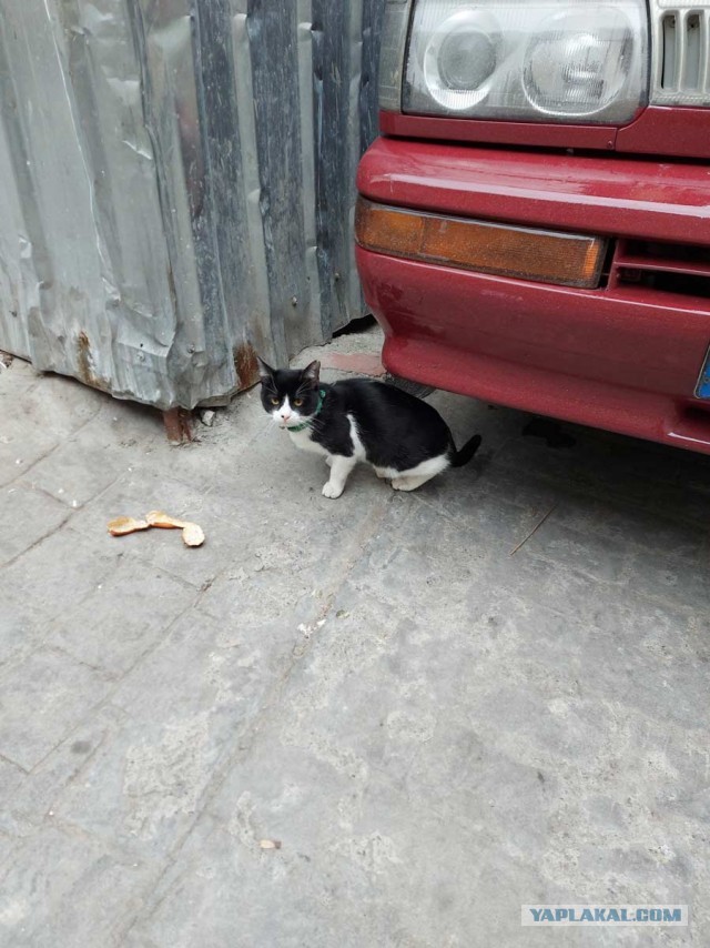 Котики Стамбула