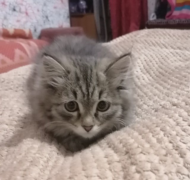 Котовторник