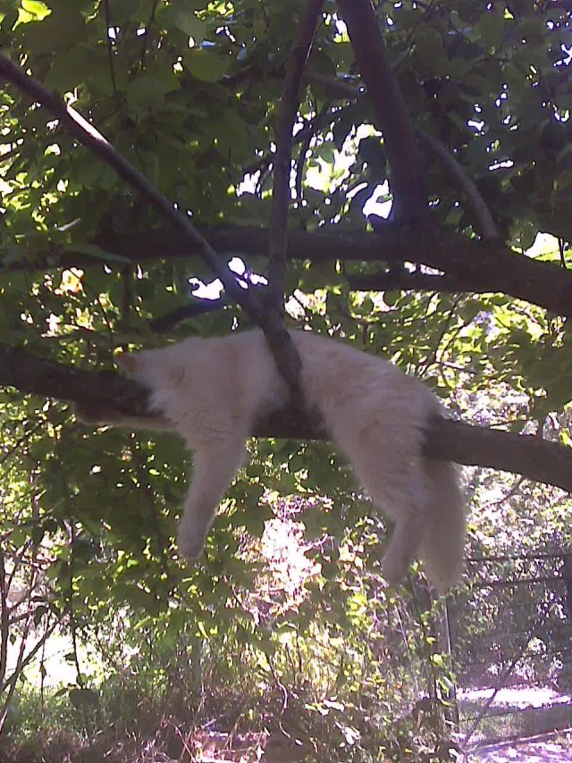 Котовторник