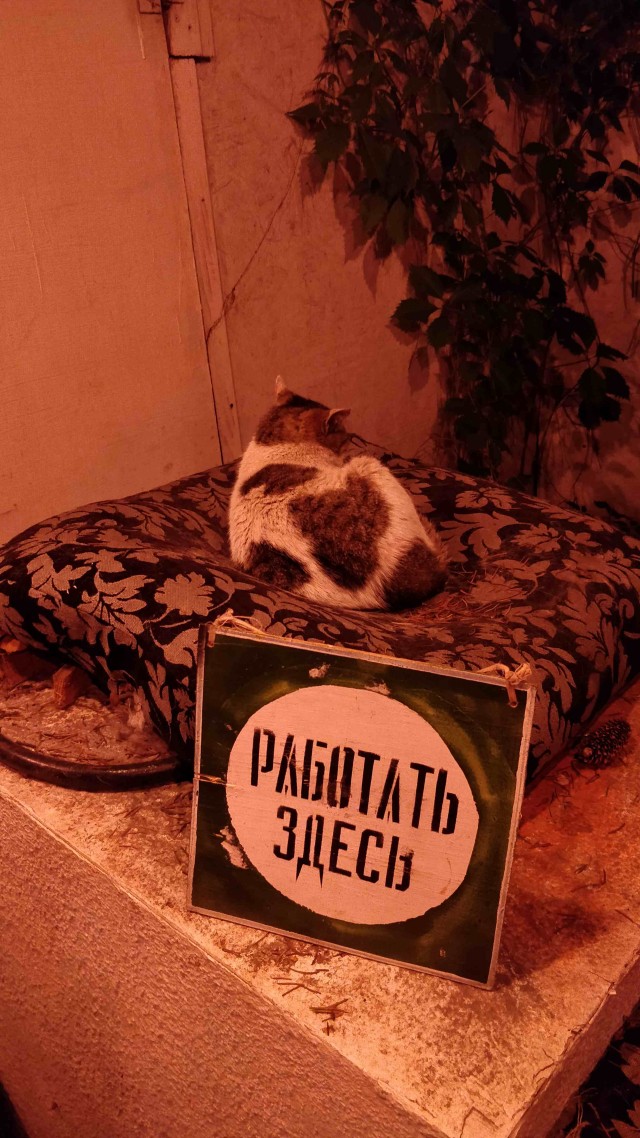 Коты - мастера на все лапы