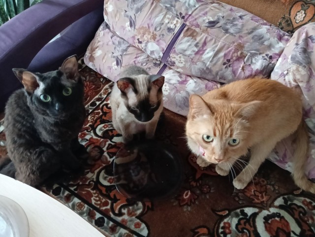 Не только котовторник, а еще и Всемирный день кошек!