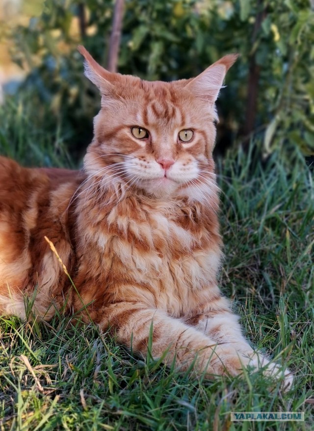 Котовторник Рыжих