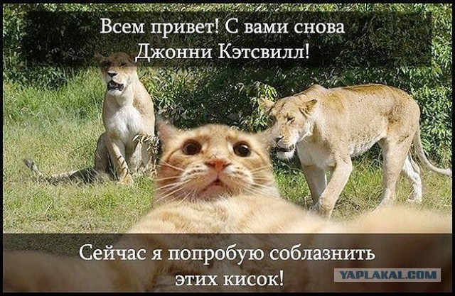 Тем временем в Кении