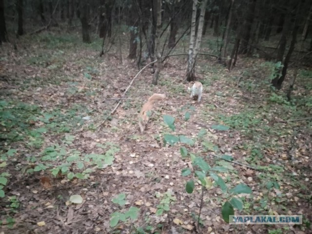 Жизнь домашнего приюта для котеек 464
