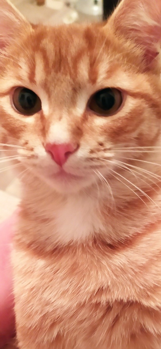 Осенняя рыжесть