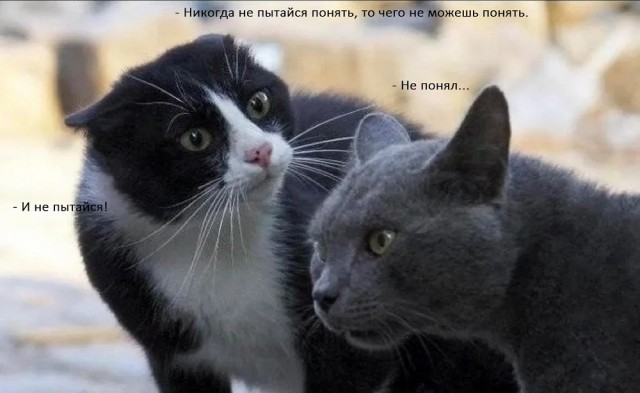 Терпеливый кот