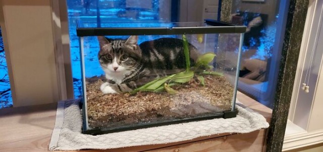 Жизнь домашнего приюта "Котоленд" 415