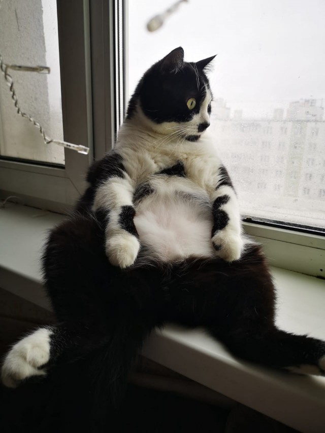 Толстые коты