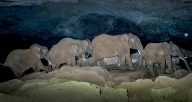 Зачем в пещеру, где зародились СПИД и Эбола приходят слоны