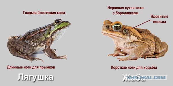 "Ж" - Жадная Жаба