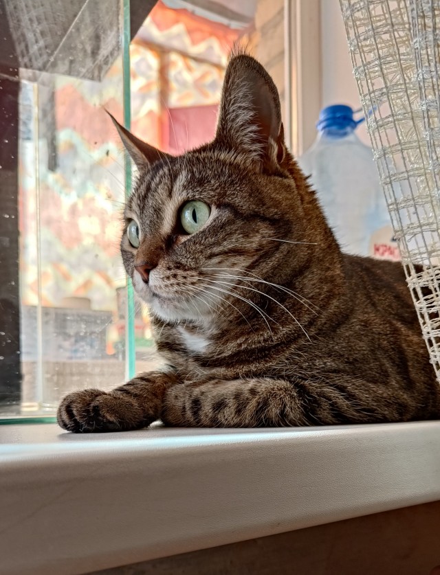 К котовторнику