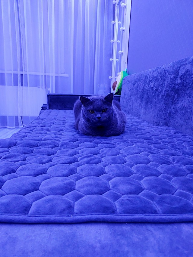 Моя жена не умеет фоткать кота