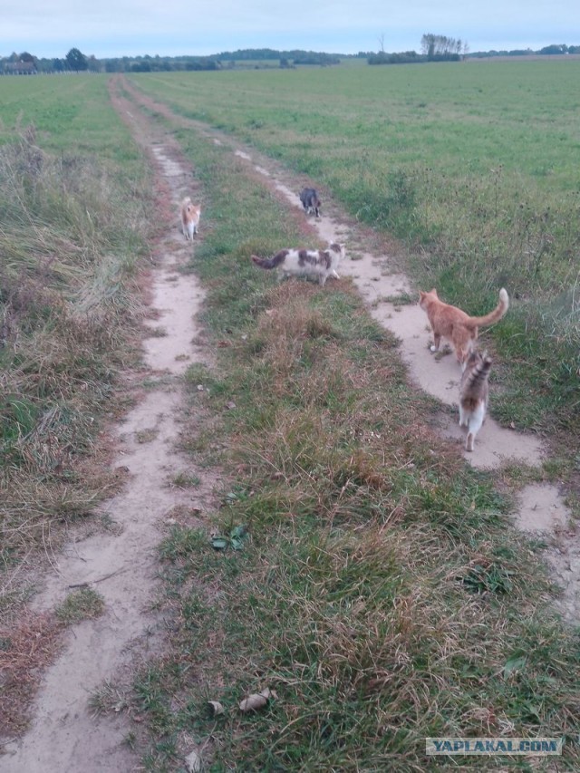 Жизнь домашнего приюта для котеек 559