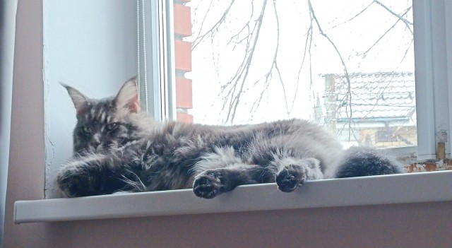 Тихон