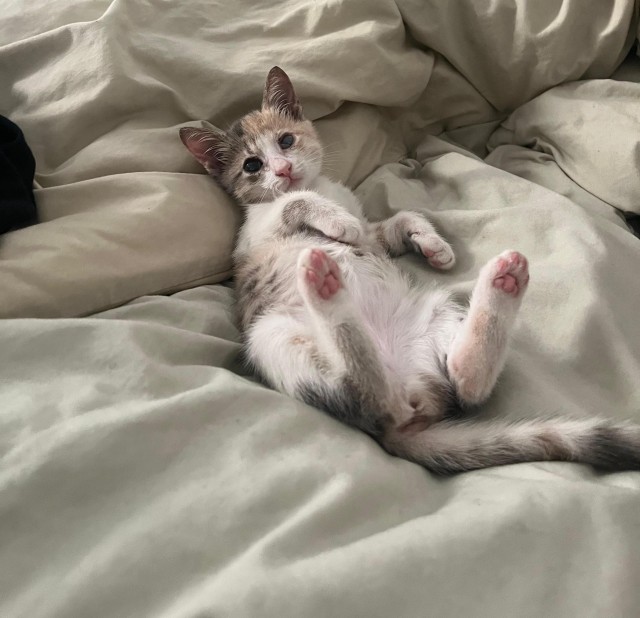 80 г => 3,1 кг (котовторник)