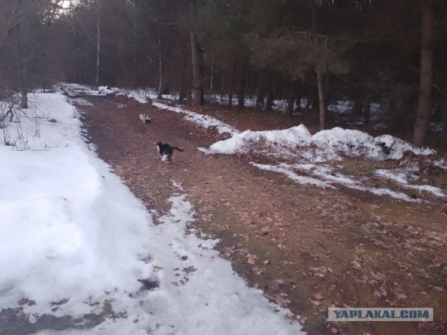 Жизнь домашнего приюта для котеек 574