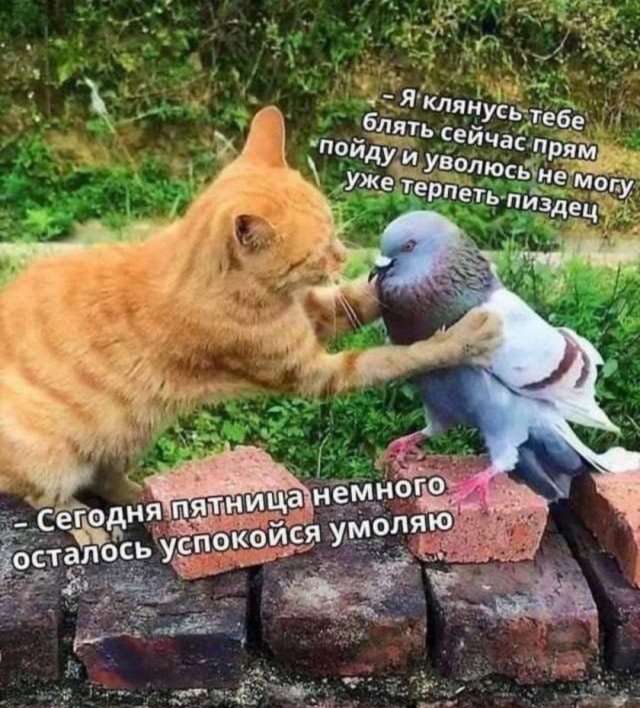 Пакет брать будете?