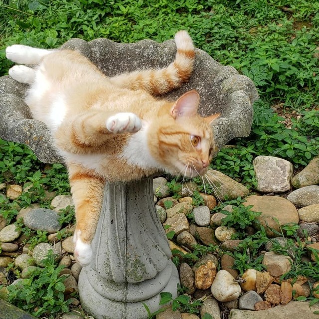 Рандомных фото котов тред — 2