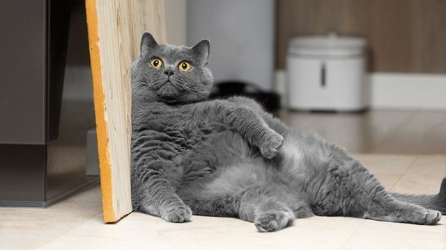 Ищу фото кота