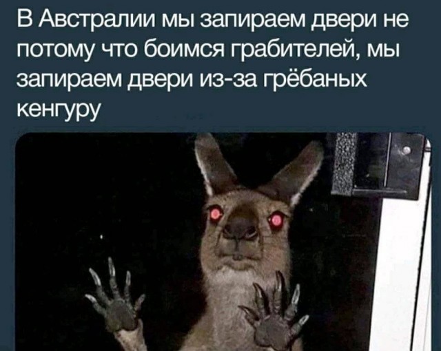 В Австралии больше кенгуру, чем людей…