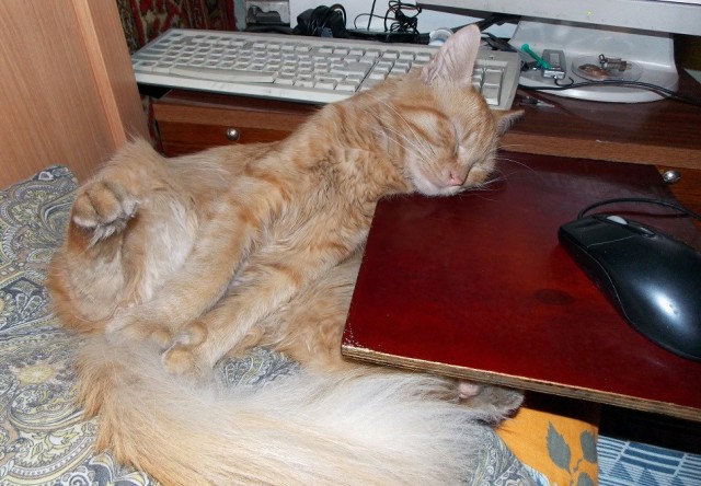 Котовторник#