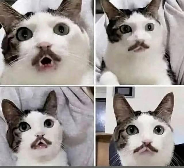 Дадим котику имя, коллеги?