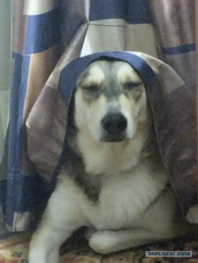 К собако четвергу