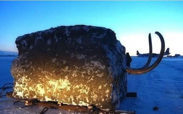Осенью 1999 года ученые вырезали из вечной мерзлоты огромный блок, чтобы извлечь останки мамонта.
