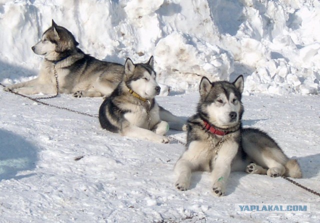 О, my dog