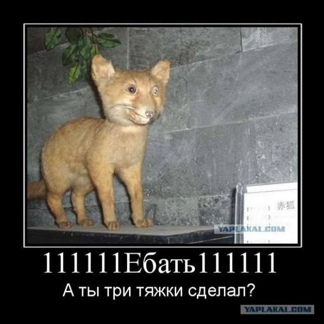 Почему таксидермистам нельзя бухать на работе