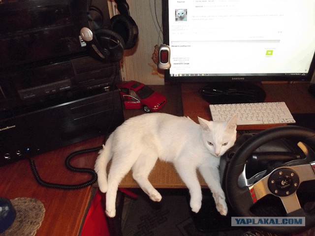 Котовторник 10.06.2014