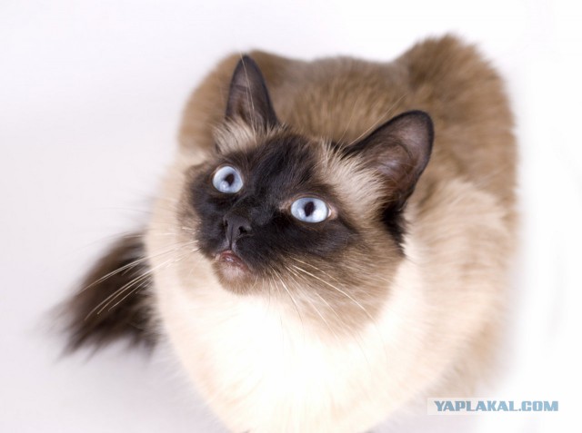 Тайские кошки