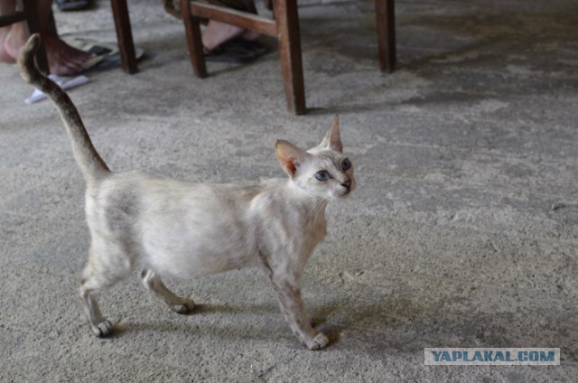 Котовторник  08.07.2014