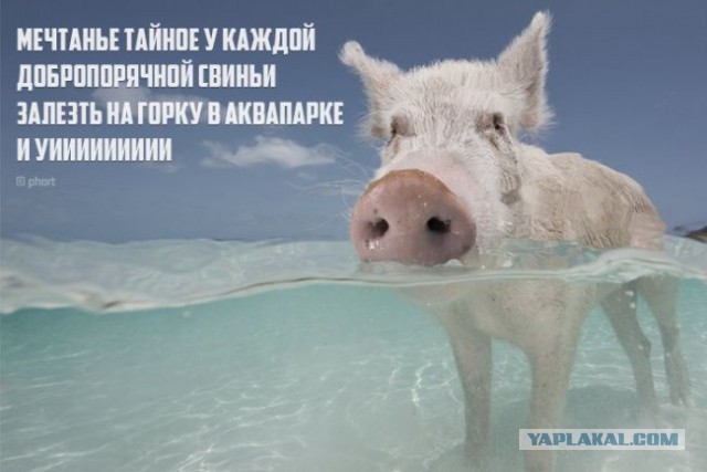 Мысли: кратко - но ёмко