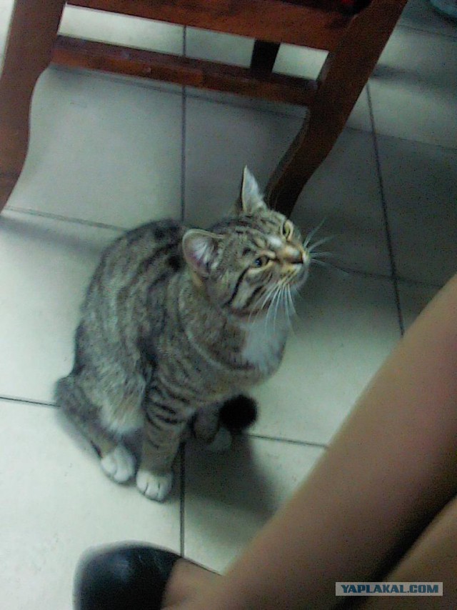 Котовторник 15.07.2014.