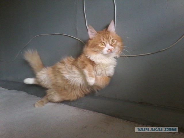 Котовторник 05.08.2014