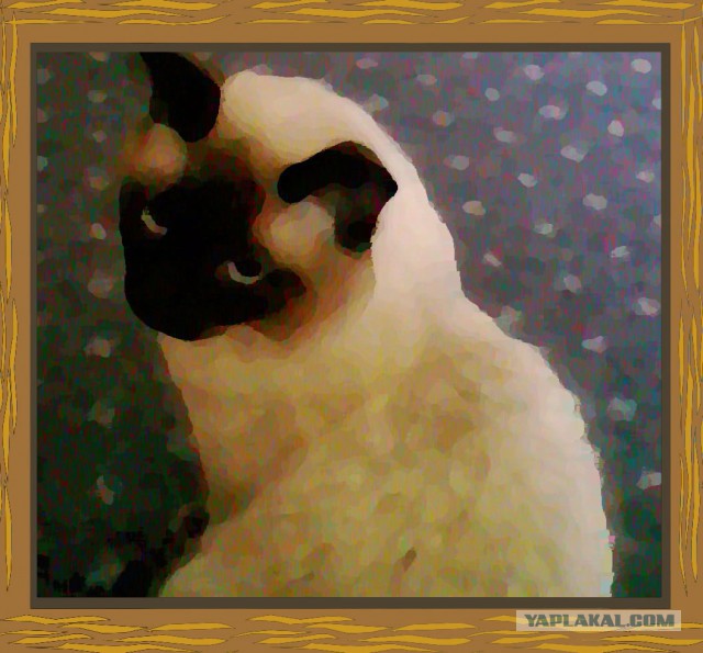 Котовторник 30.09.2014