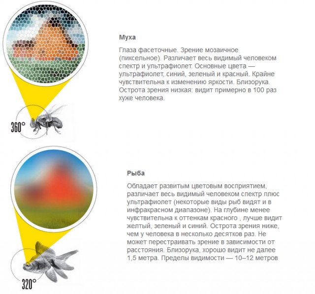Сравнение зрения человека и некоторых животных