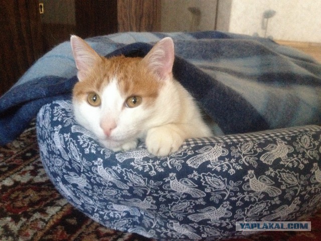 Котовторник 25.11.2014