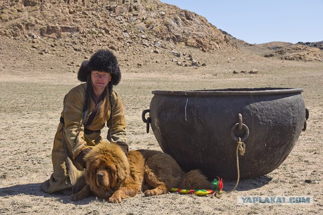 Снежные львы - из Тибета в Казахстан