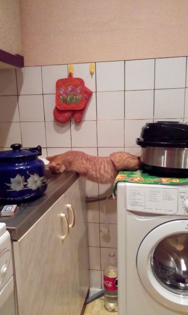 Котовторник 2.12.14
