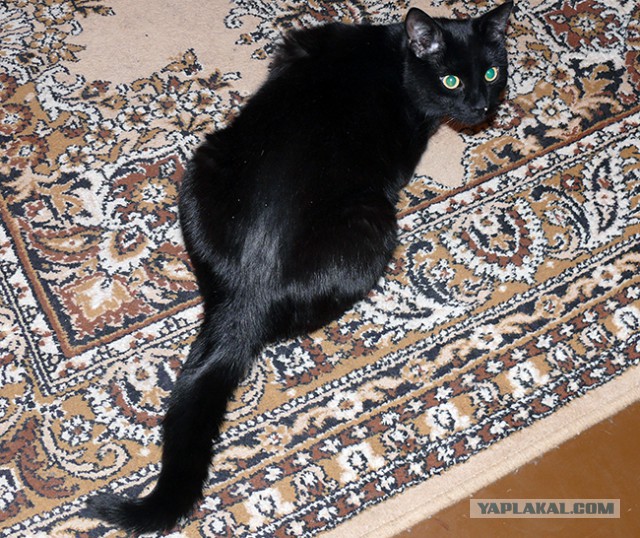 Котовторник